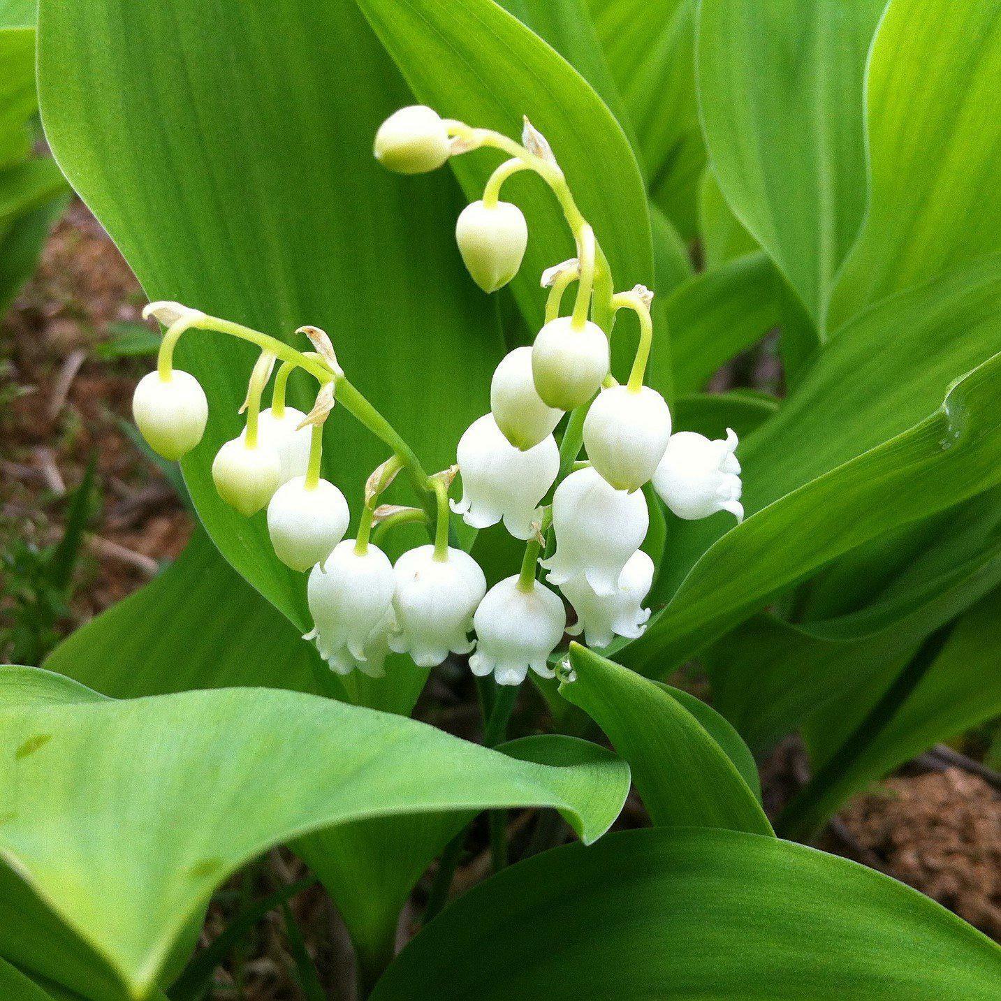 5 Lily of the Valley Roots/Rhizomes, May Lily, May Bells – Convallaria majalis