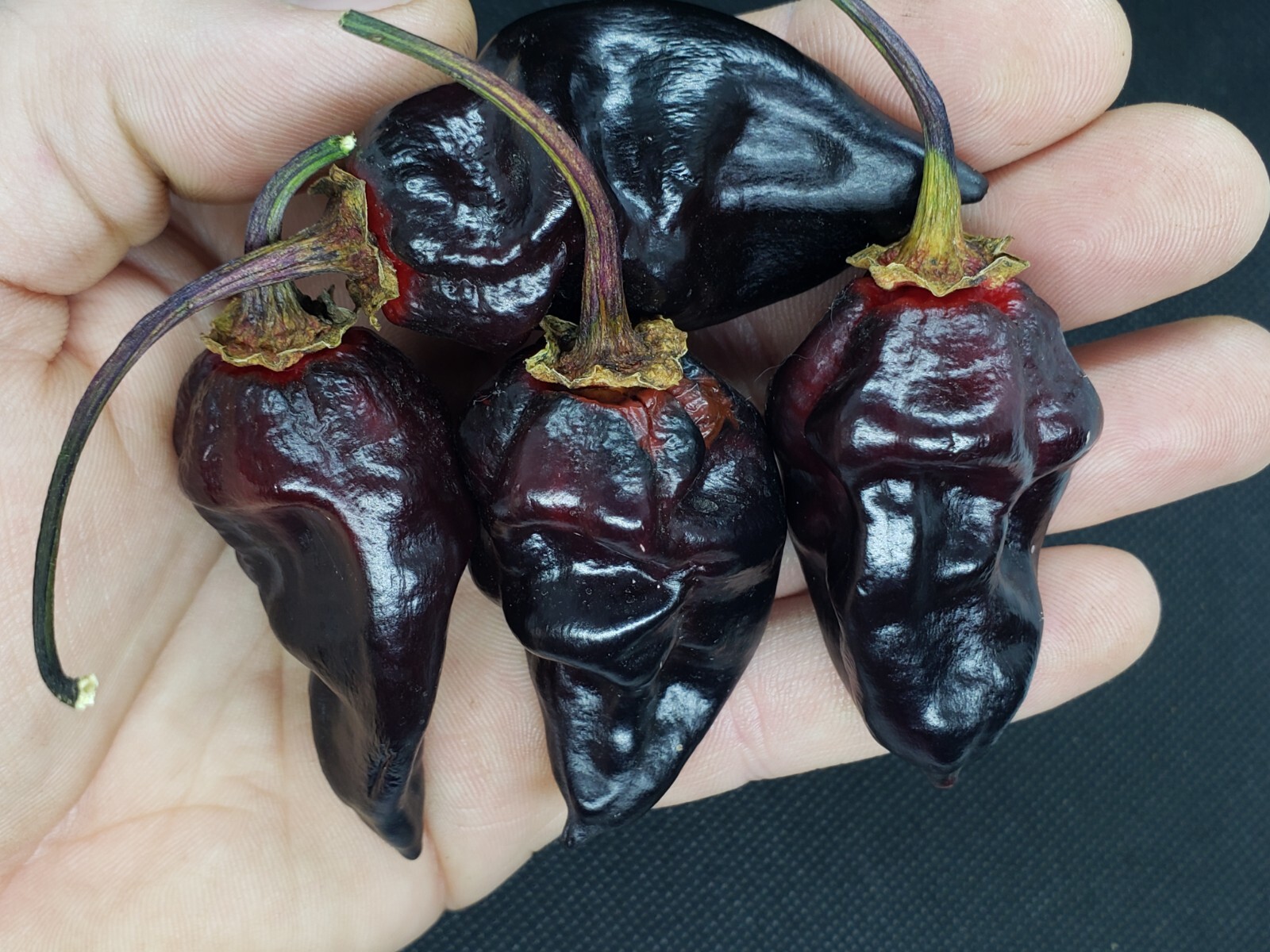 7 Pot Purple Bubblegum Super Hot Pepper Seeds! Black 7BBG Dark Foliage -Tracking