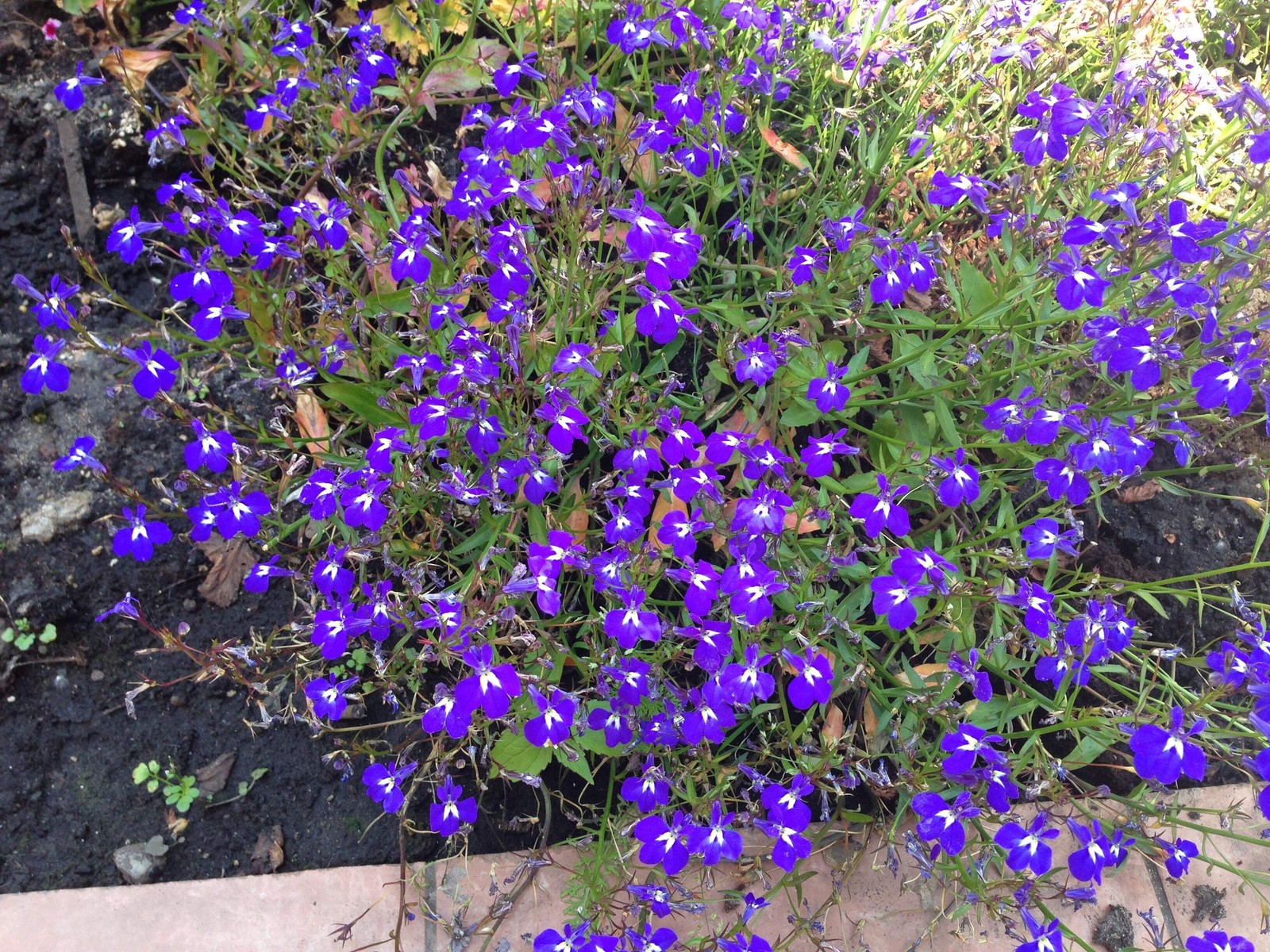 200 MRS CLIBRAN LOBELIA Erinus Lavender Purple & White Flower Seeds *Comb S/H