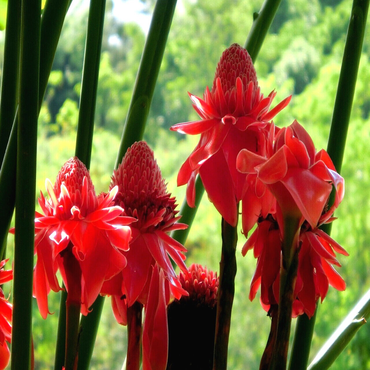 10 RED TORCH Ginger Seeds (Etlingera elatior) Flower Tropical Garden Plant RARE!