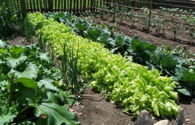 Essential Survival Kit Perfect Vegetable Garden Save Seed 5 Varieties FREE SHIP!