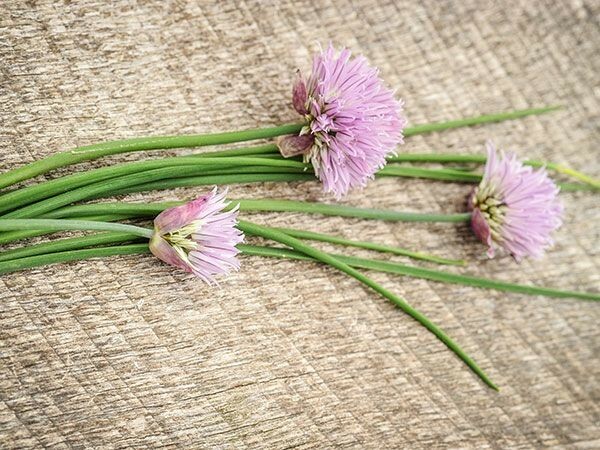 150 CHIVE / CHIVES HERB SEEDS ~ heirloomseedguy ~ 2026 ~ NON-GMO