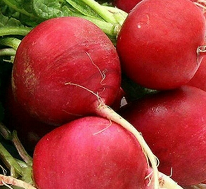 GERMAN GIANT RADISH SEEDS 200+ garden VEGETABLES culinary COOKING FREE SHIPPING
