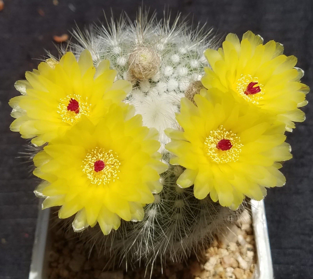 30 Seeds Notocactus Scopa Cactus Seeds 2025