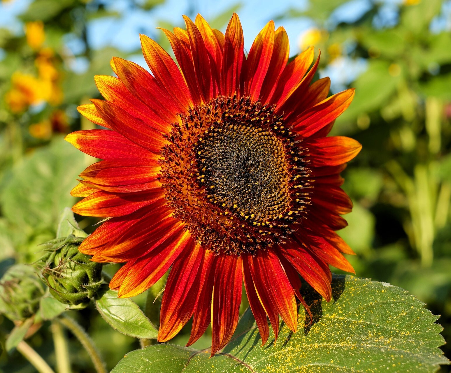 Red Sun Sunflower Seeds