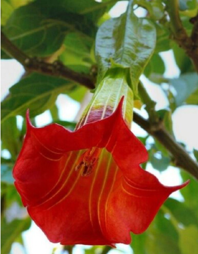 20 Red Angel Trumpet Seeds Flower Fragrant Shrub Flowers Seed