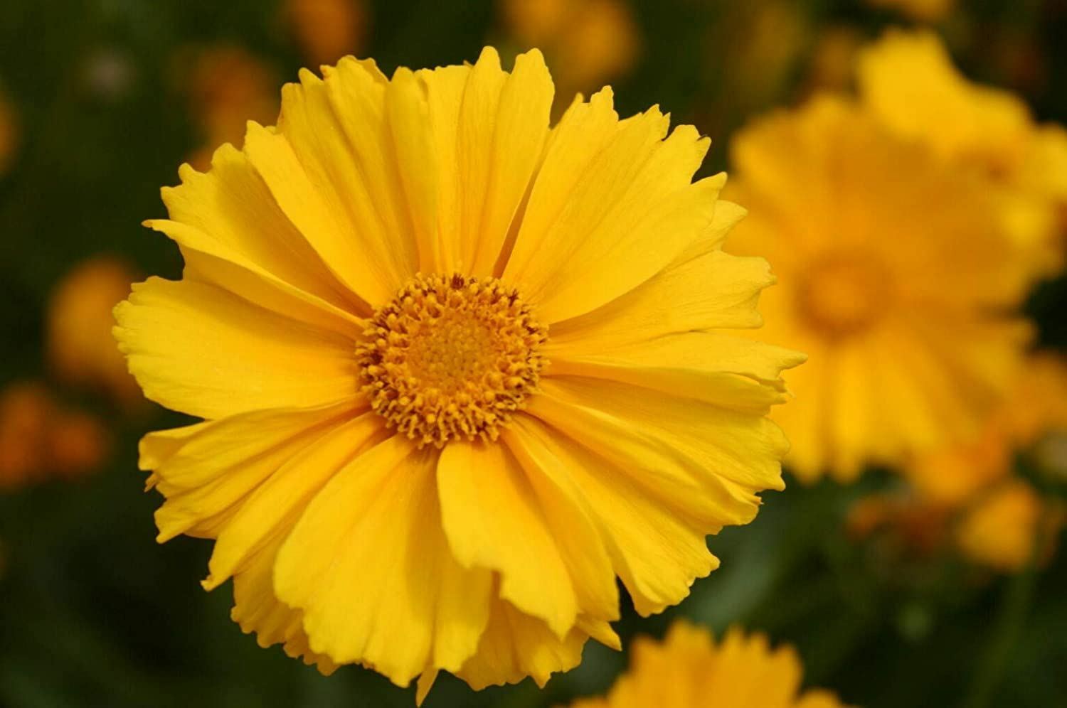Lance-Leaved Coreopsis Flower Seeds,”COOL BEANS N SPROUTS” Brand. Home Gardening