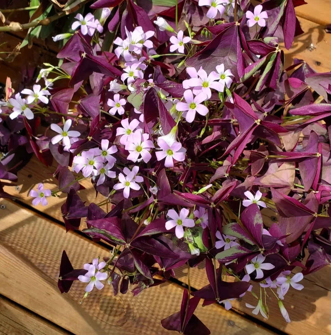 30 – Oxalis Tringularis, Purple Shamrock,Love Plant, Good Luck Plant – bulbs