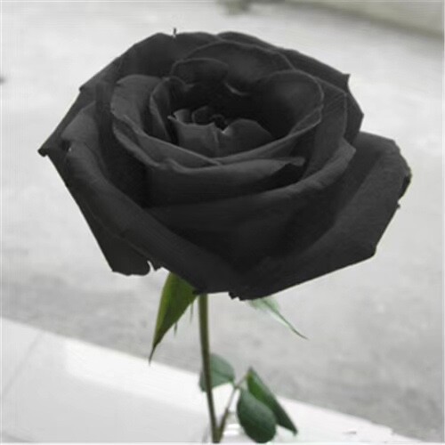 20 SEEDS for Black/Gray RARE hybrid Rose flower bud bush exotic plant USA Seller