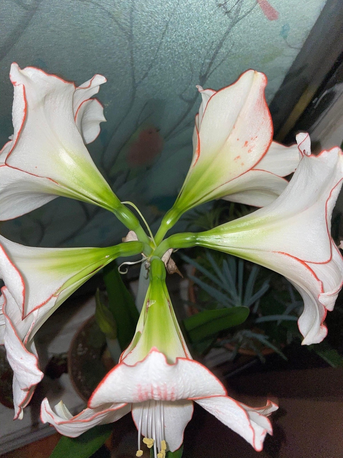 PICOTEE Jumbo Amaryllis 32/34 cm – US Seller