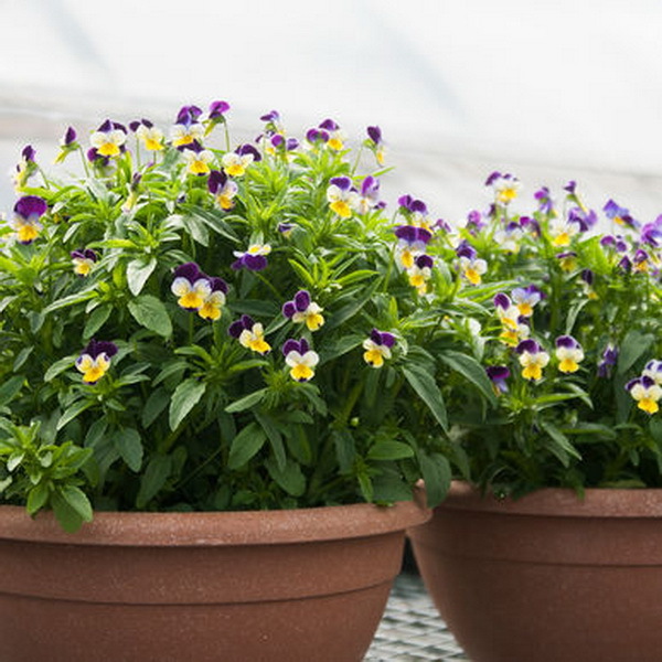 1oz JOHNNY JUMP UP Helen Mount VIOLA Seeds Tricolor Flower (Aprx 49,000 Seeds)