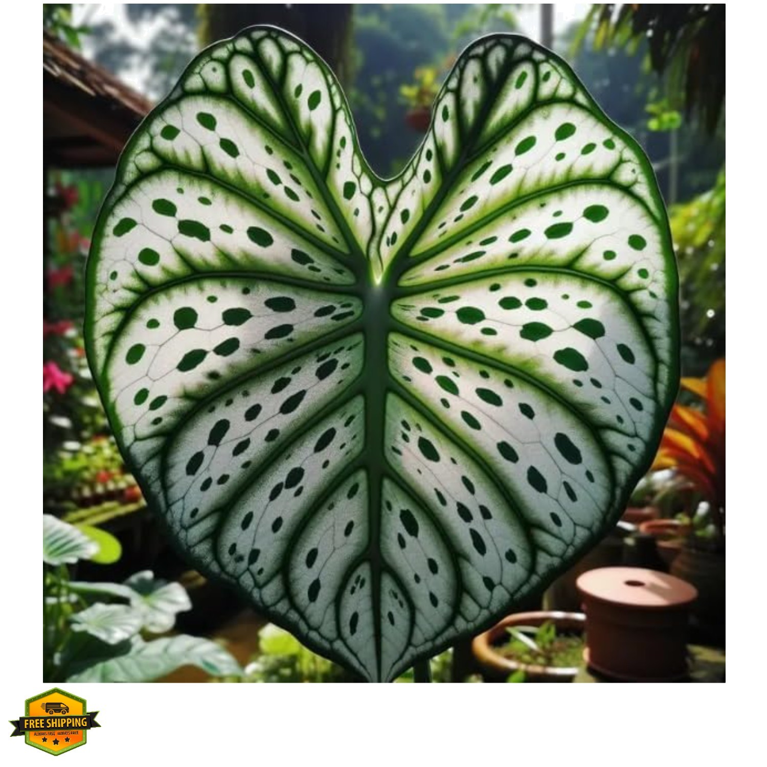 Fancy Green and White Caladium Bulbs for Planting – Easy to Grow Perennial Ho…