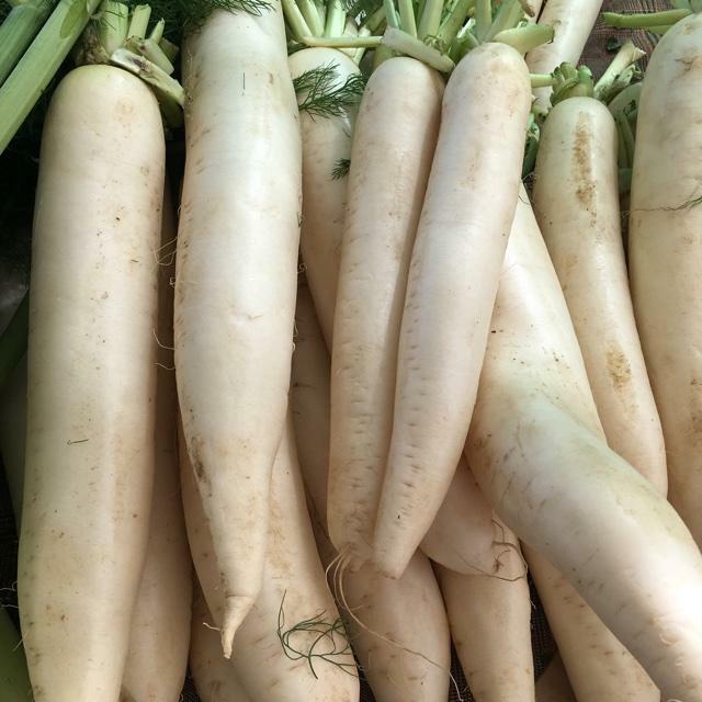 Daikon Radish Seeds, 1/4 LB, Deer Food Plot, Extremely Large Radish, FREE SHIP