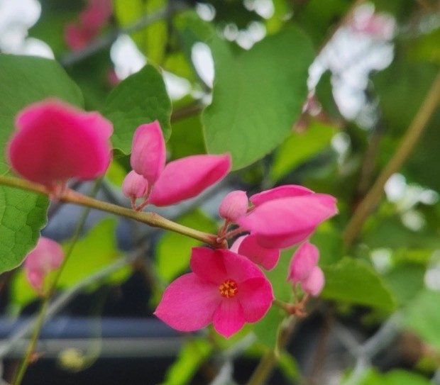 Coral Vine Seeds – Queen’s Wreath, Pink Climbing Flower Seeds
