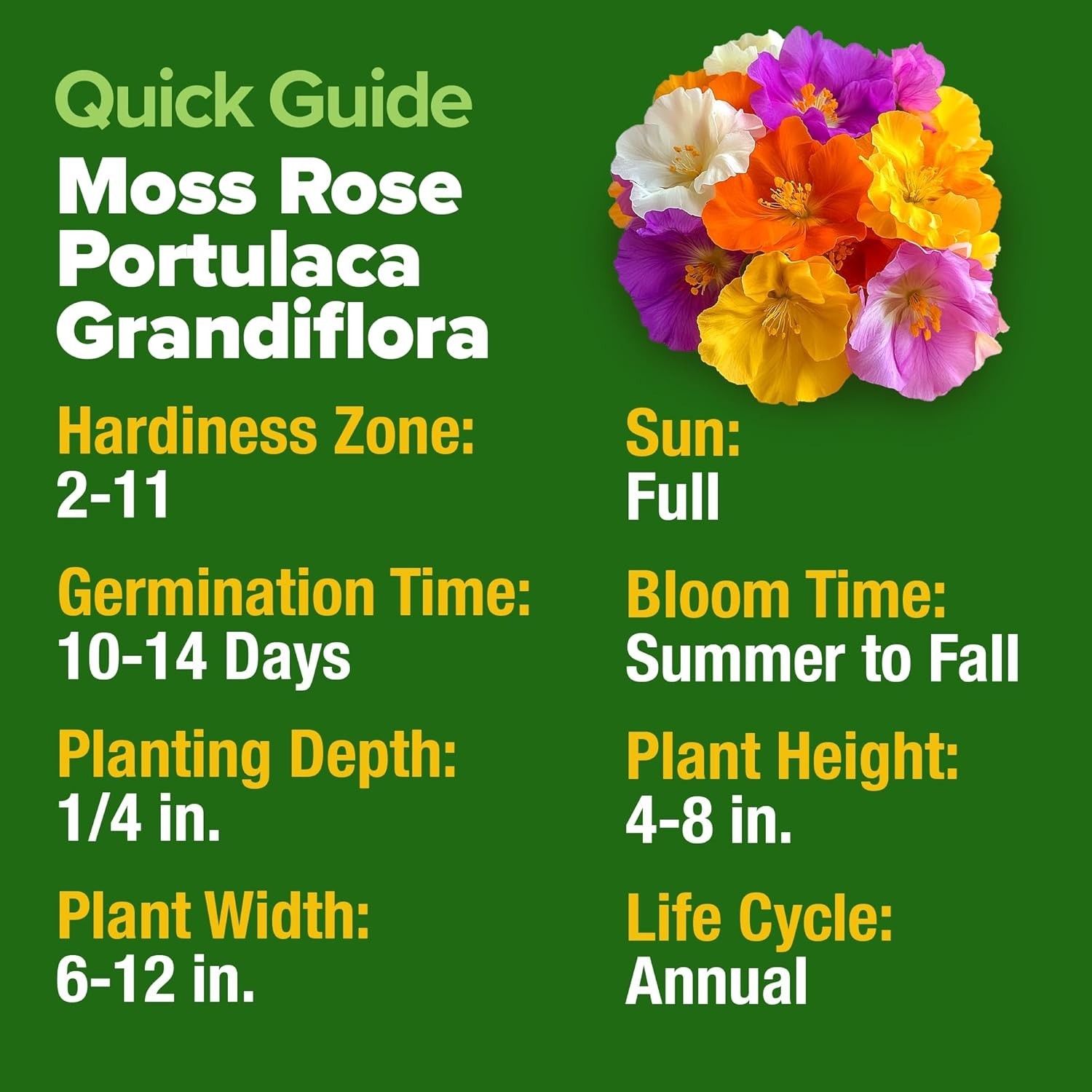 Annual Moss Rose Seeds Bulk Pack – 23,500+ For Gorgeous Spring to Fall Blooms