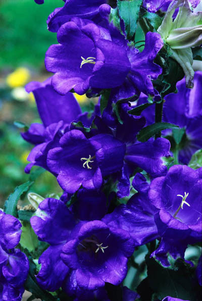Blue Canterbury Bells Seeds, Heirloom Flower Seeds, Blue Flowers, Non-Gmo, 75ct