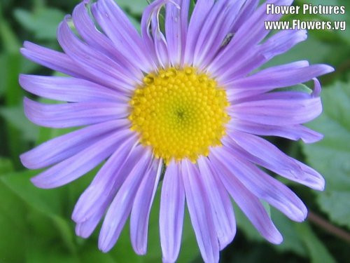 50 BLUE EAST INDIES ASTER Tongolensis Flower Seeds *Flat S/H