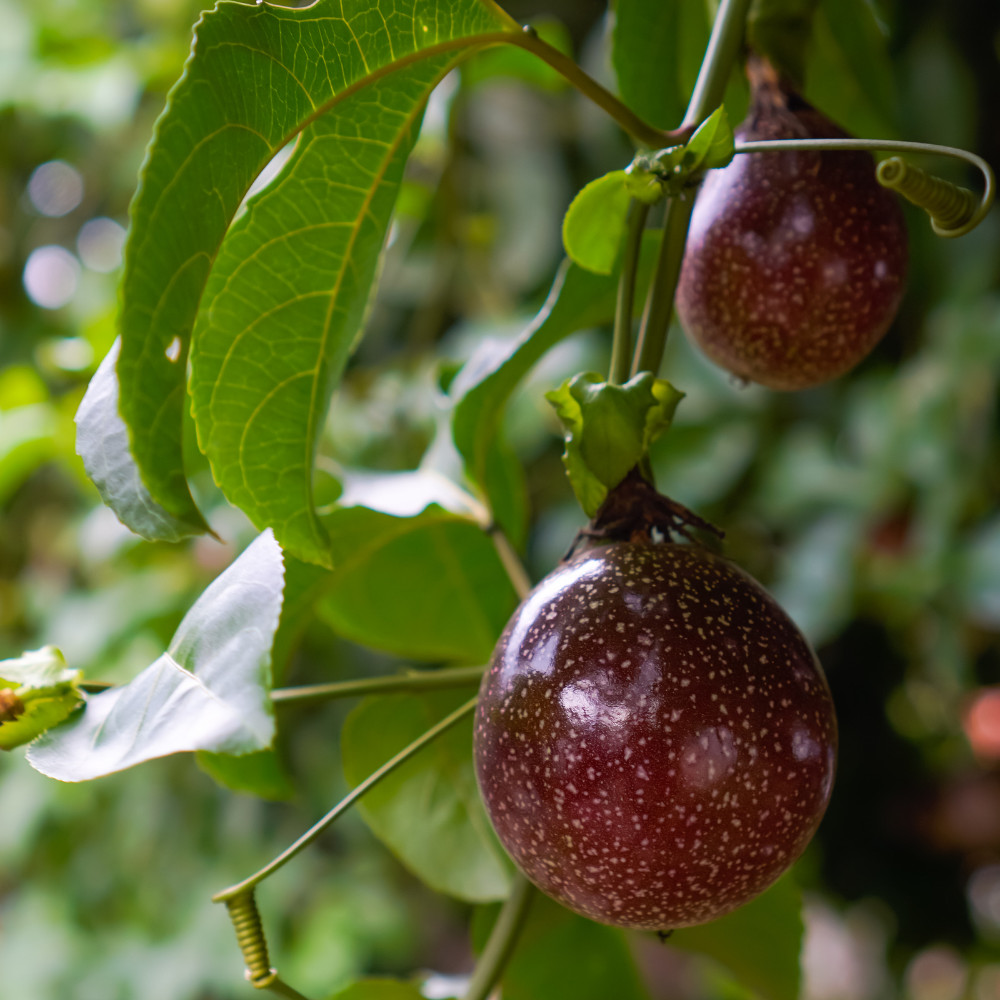 High Yielding Passionfruit Live Plant 4-6 Inches Tall Rooted Cold Hardy Vine