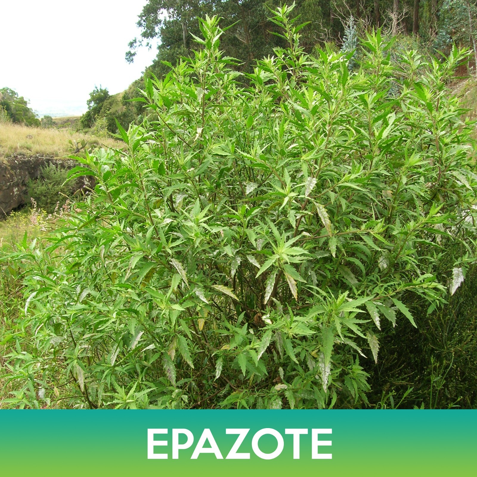 Epazote Seeds, Mexican-tea, Chenopodium ambrosioides