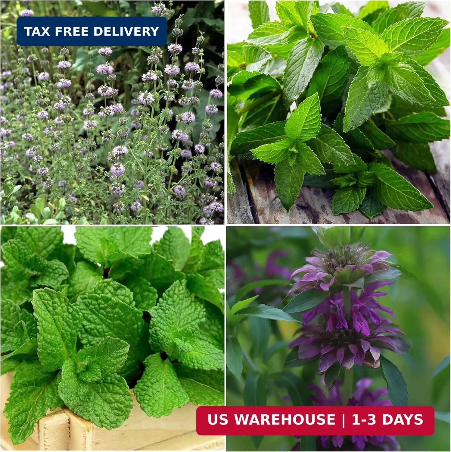 Seed Needs Mint Seeds for Planting Spearmint, Peppermint, Lemon Mint & Pennyroya