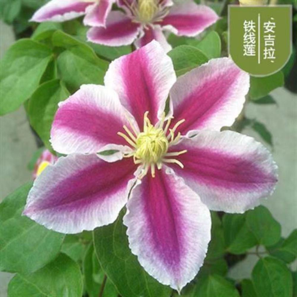 25pc CLEMATIS SEEDS Garden Plant Flower vine climber USA seller FREE shipping