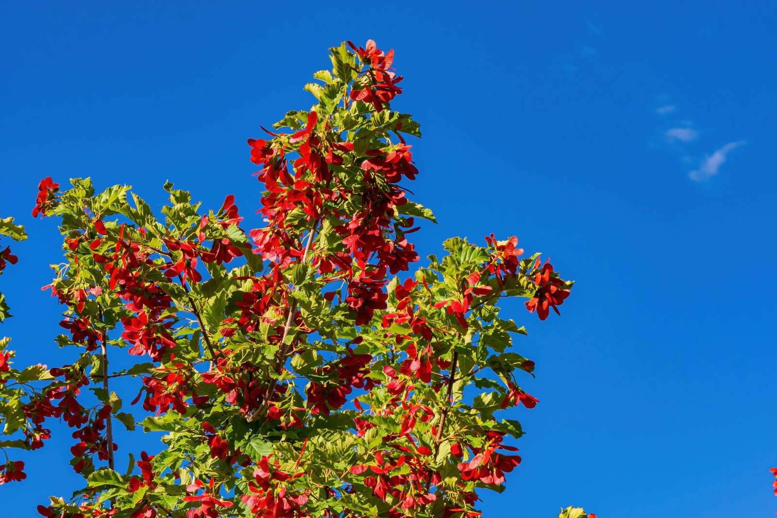 20 Tartarian FLAME MAPLE TREE Red Acer Tartaricum Seeds