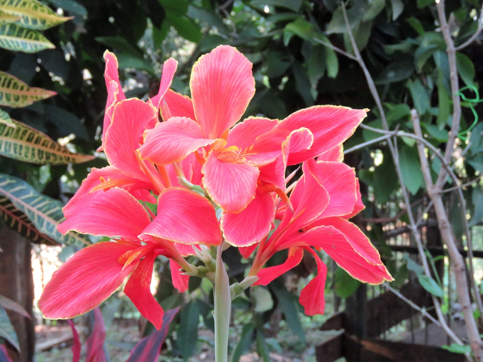 5 MIXED CANNA LILY Generalis Mix Colors Red Yellow Hummingbird Flower Seeds