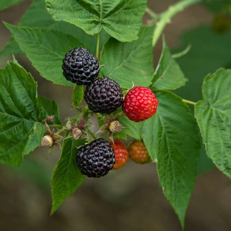 1 plant of “Black Delicious” a new Black Raspberry Rubus occidentallis
