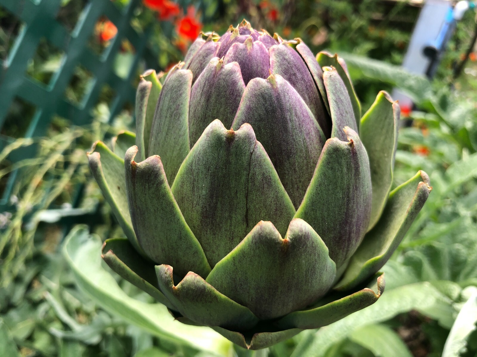 50+ Globe Artichoke Seeds Organically Grown USA Heirloom Non-GMO Packed For 2021