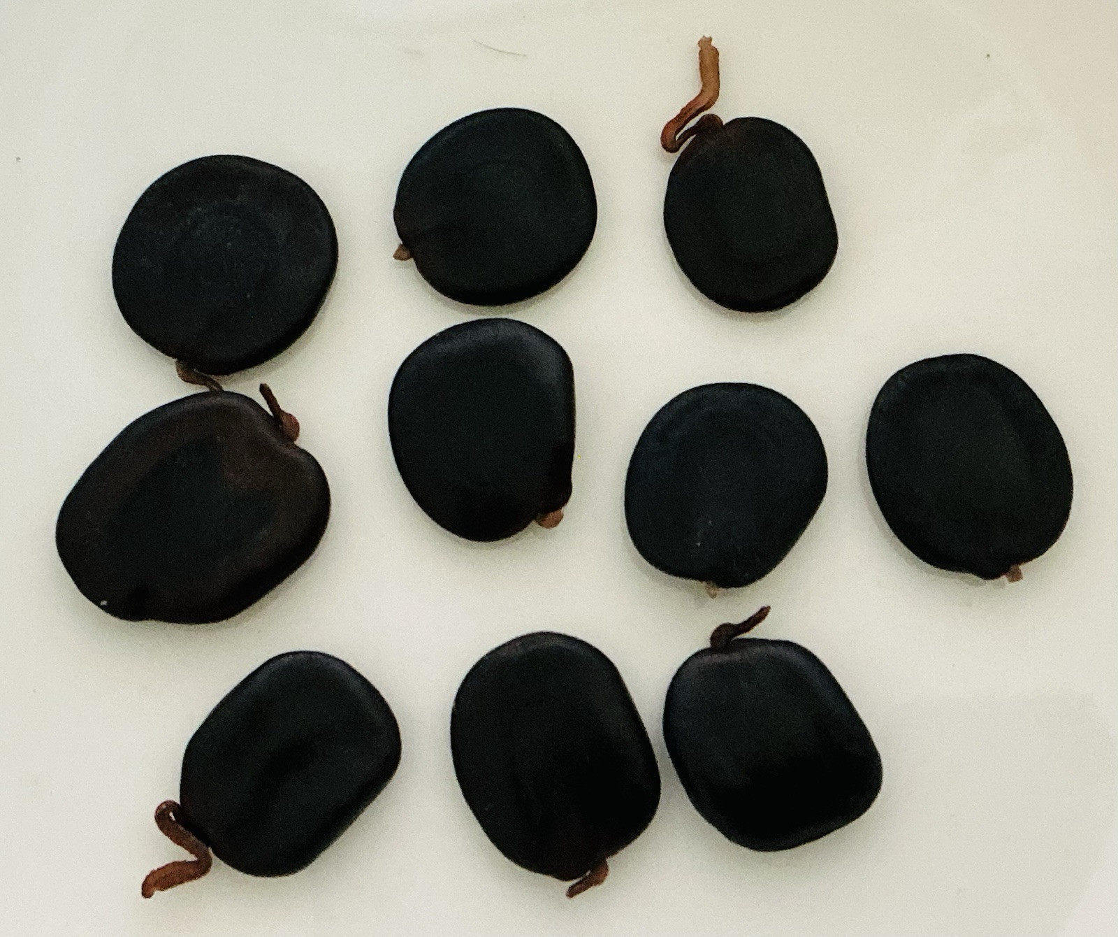 Climbing Wattle 10+ Seeds Senegalia Pennata Cha-Om Acacia Pennata From Thailand