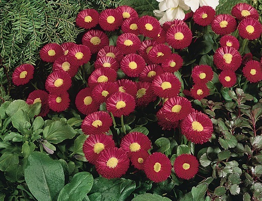 25 Pelleted Seeds Bellis Seeds Speedstar Carmine English Daisy Seeds