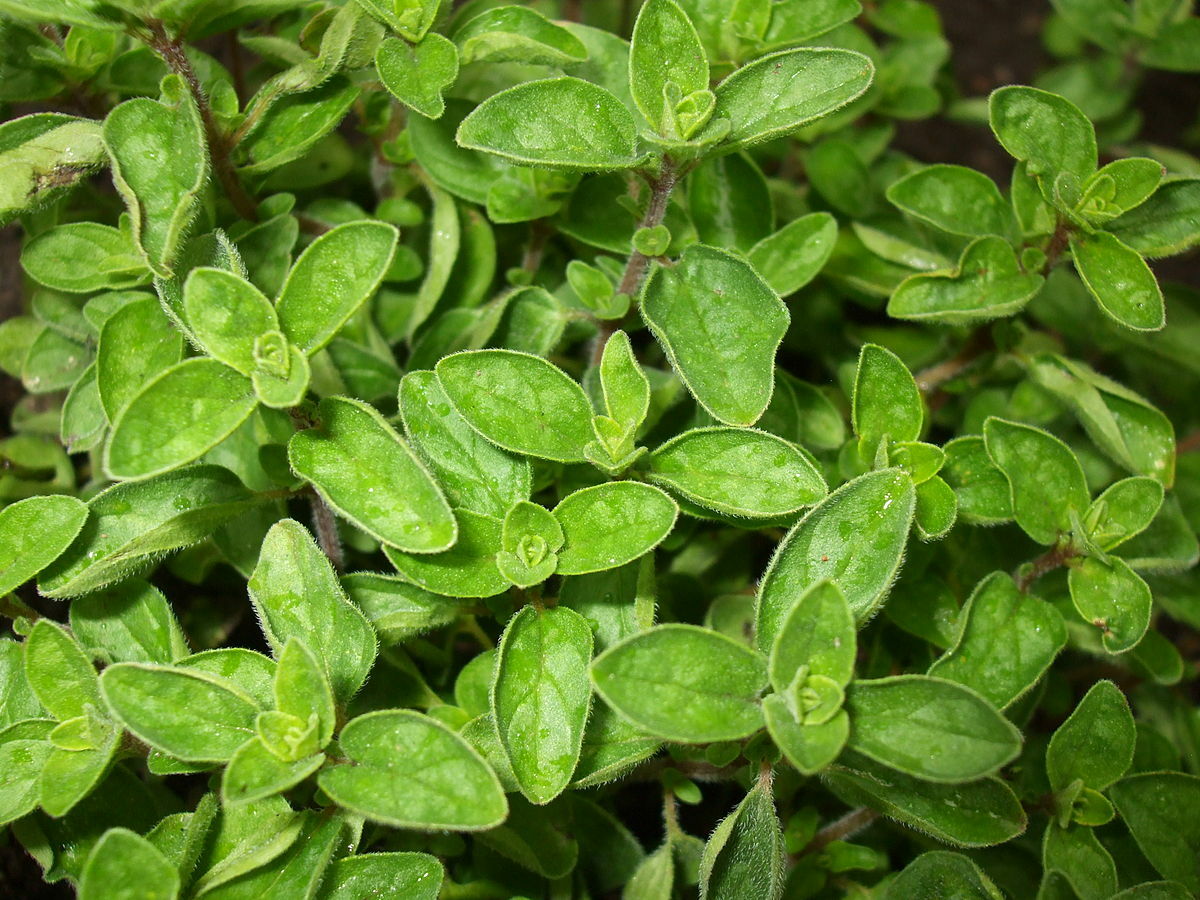 2,000 Seeds GREEK TRUE OREGANO Medicinal Perennial Herb Origanum Hirtum Non-GMO
