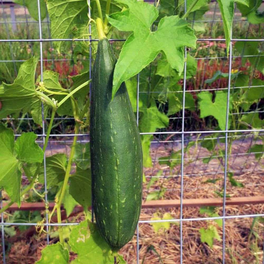 Sponge Luffa Seeds | Dishcloth Gourd Smooth Loofah Craft Melon Asian Seed 2024