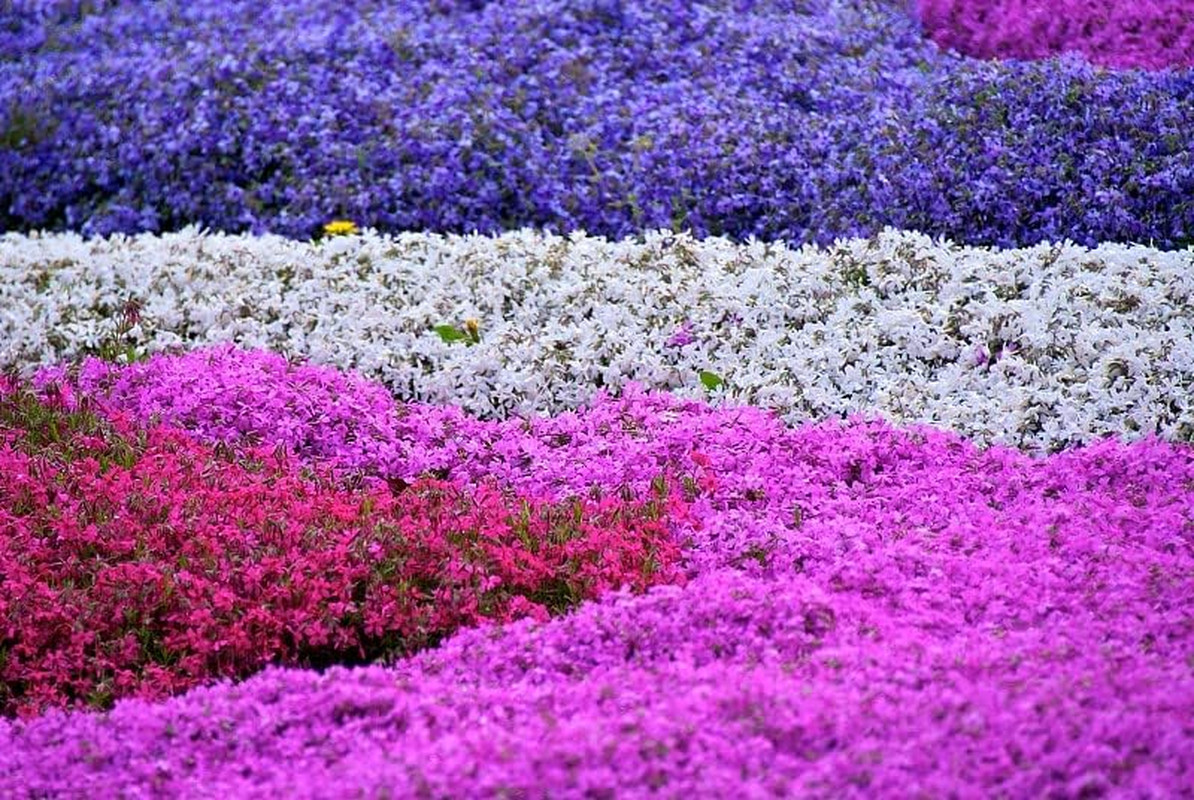 1200+ Mixed Phlox – Creeping Perennial Ground Cover – Popstars Phlox Creeping C