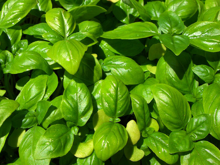 Genovese Basil Seeds 500+ Sweet Basil Herb Ocimum Basilicum USA FREE SHIPPING