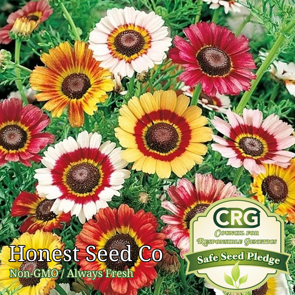 Painted Daisy Seeds | Mixed Perennial Flower Colors Attract Pollinators Non-GMO