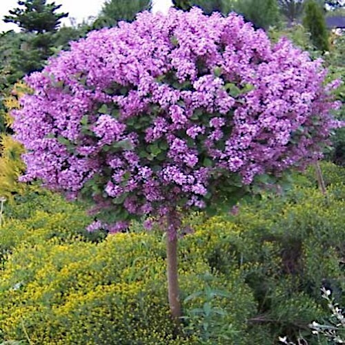 20 Common Lilac Purple Flower Tree Seeds Fragrant Hardy Perennial Garden Plant