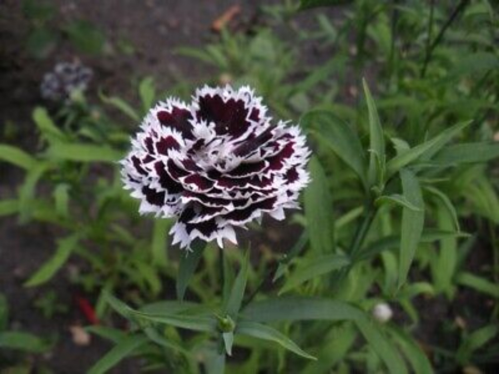 30 Seeds| China Pink ‘Black Velvet and Lace Carnations – Dianthus Flowers Seeds