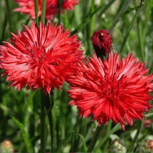Tall Red Bachelor Button Cornflower Flower Seeds. 250 Seeds Free Shipping!