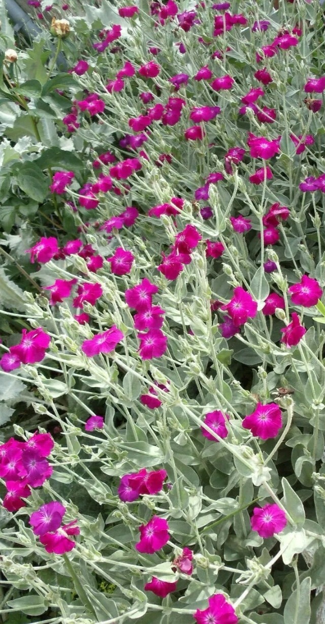 Purple-Rose Campion Perennial Vibrant Deep Color & Constant Flowering~250 Seeds
