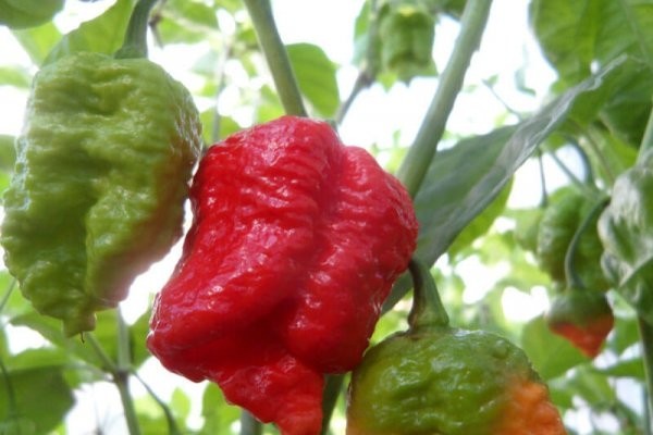 20 Super-Hot 7 Pot Brain Strain Red | NON-GMO | Pepper Seeds-B 02