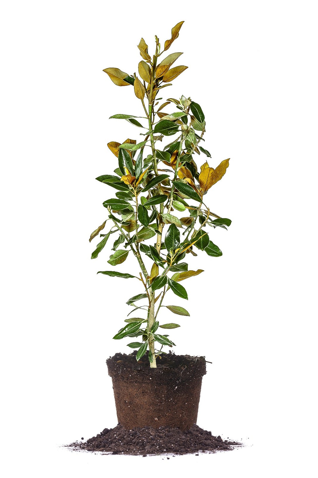 BRACKEN’S Brown Beauty Magnolia – Size: 3-4 ft, Live Plant, Includes Special