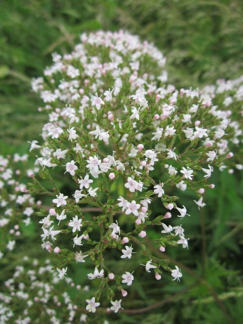 50 Valeriana Officinalis Seeds | Valerian Root | Perennial Medicinal Sleep Herb