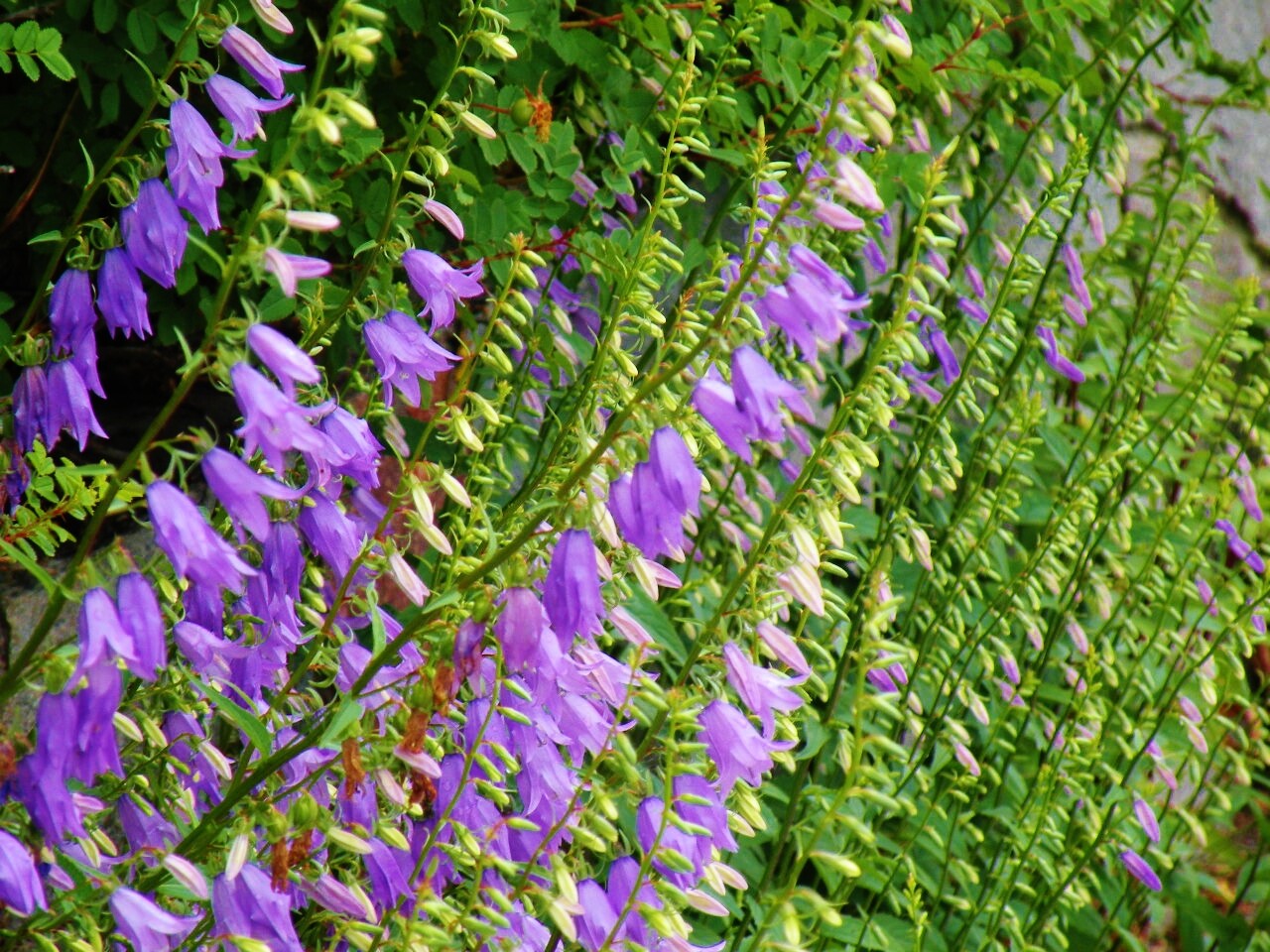 400 seeds RAMPION BELLFLOWER Campanula Rapunculoides Wildflower + gift