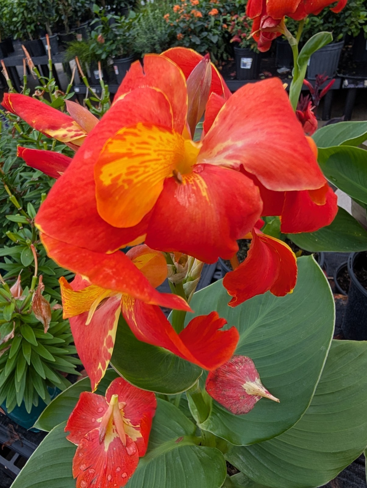 BULK 24+ Canna Rooted Rhizomes bulbs Variety Pack Red Yellow Orange Mixed Lot