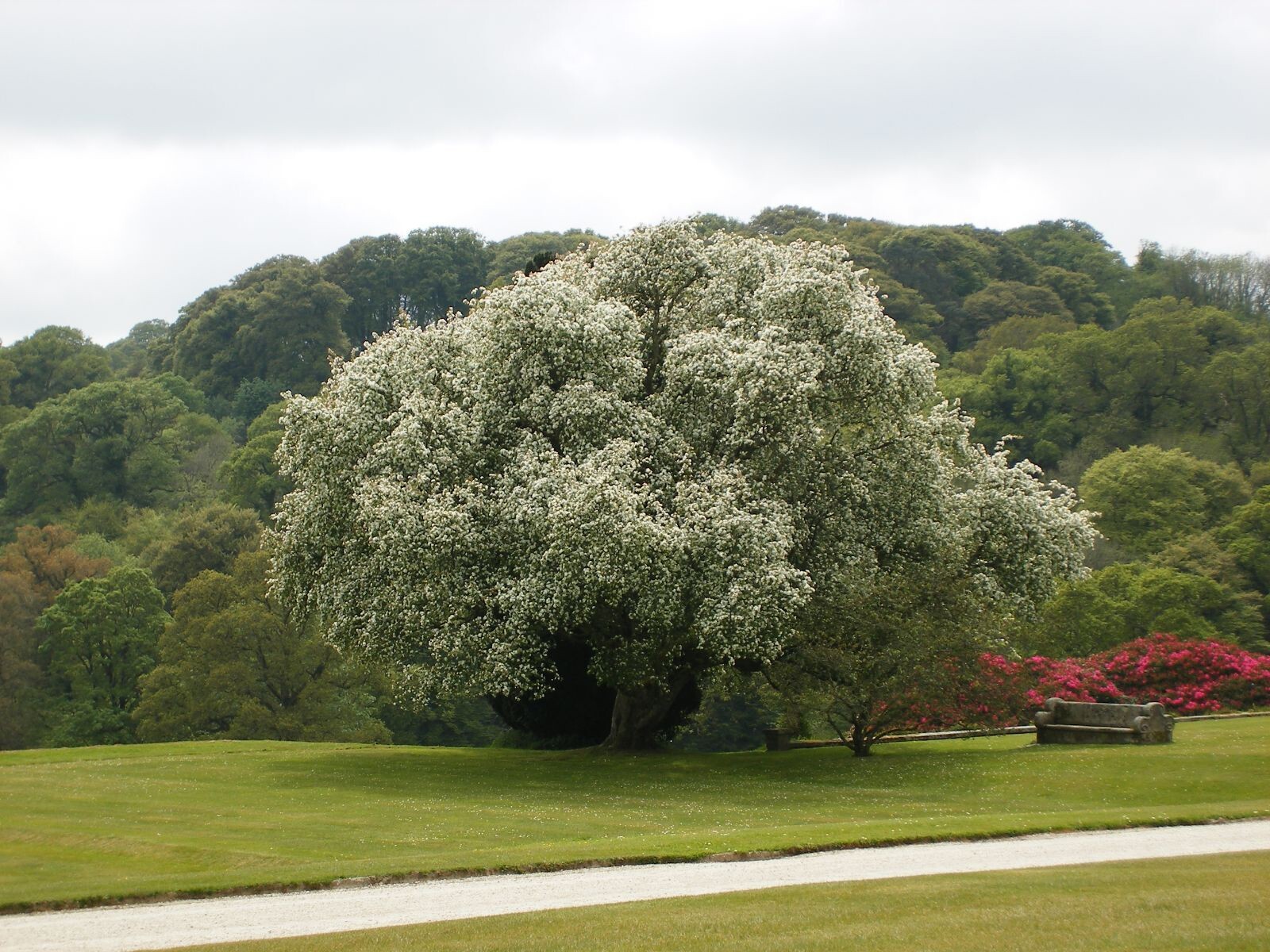 Siberian Crab Apple Tree | Premium Seeds | Malus baccata ‘Spring’ | Plants’®