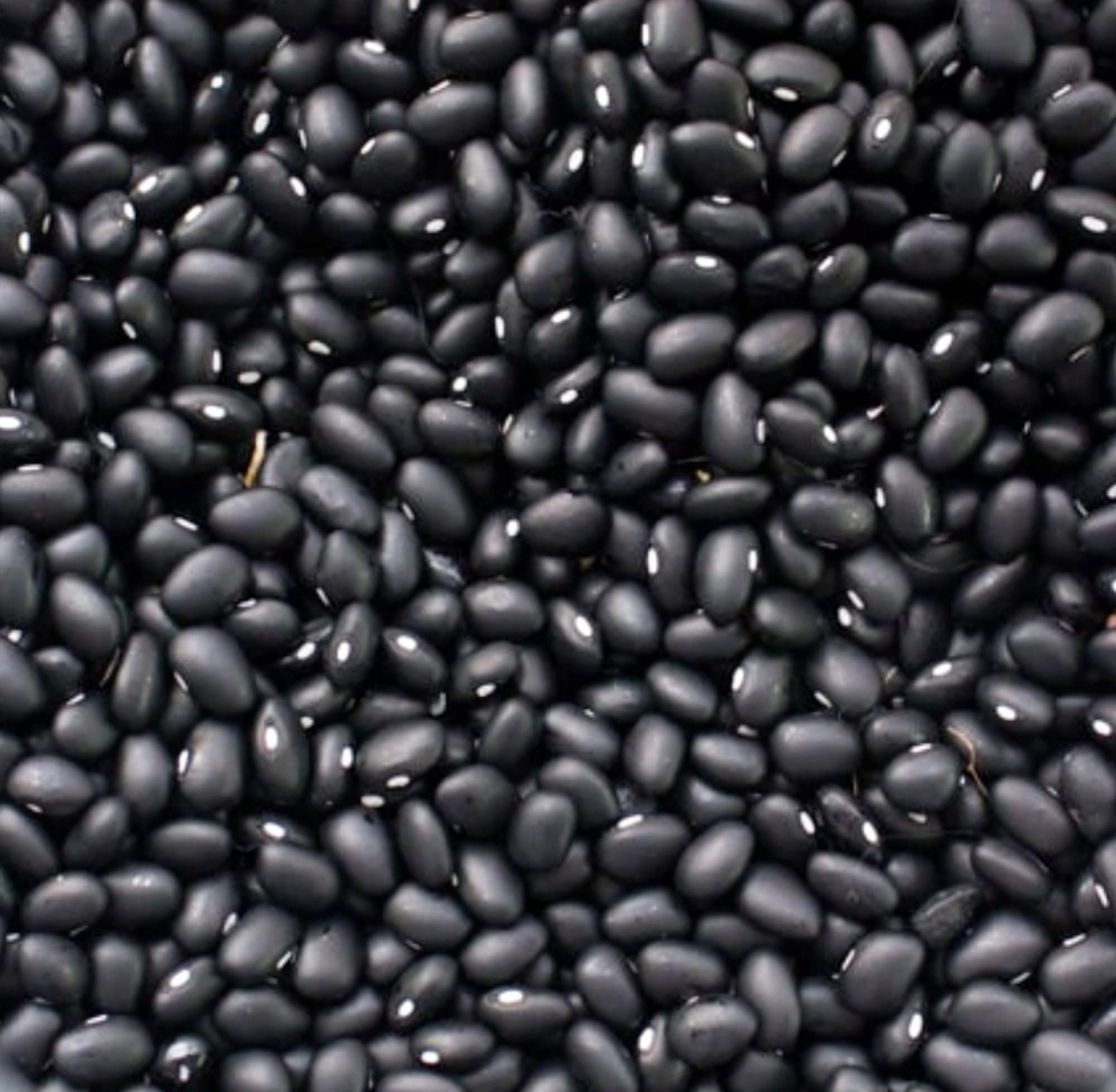 Black Turtle Beans Box Garden Seeds Heirloom Dry Bush Half Runner