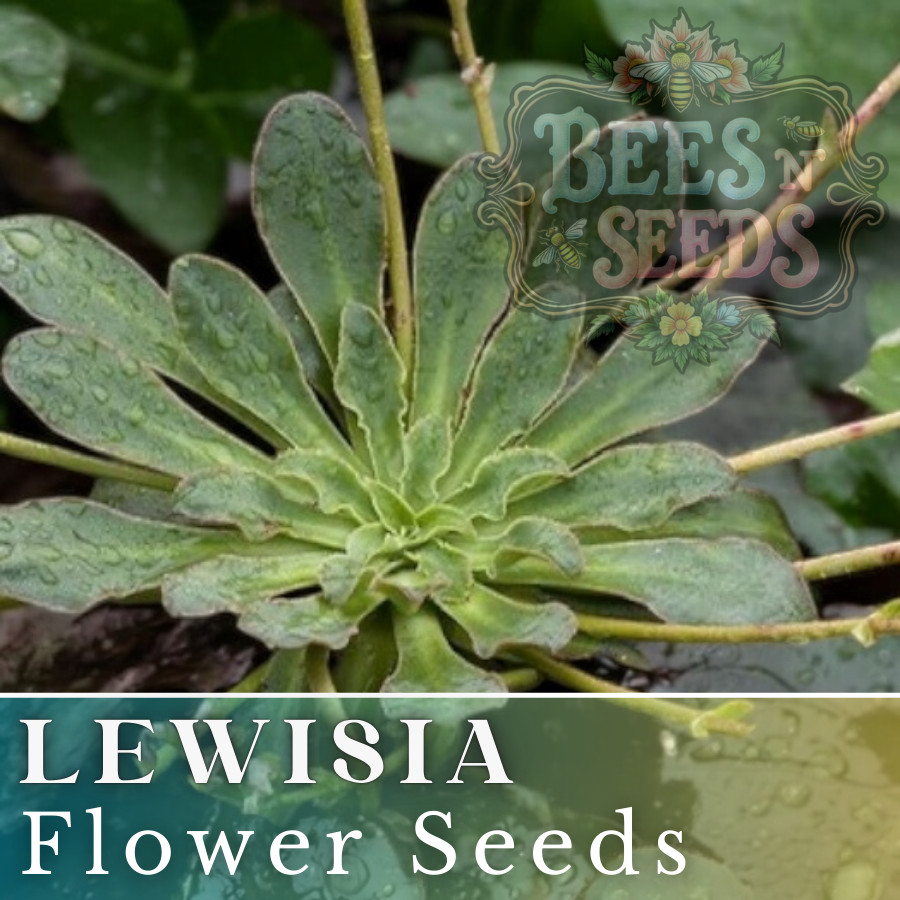 Golden Yellow Lewisia Seeds 35 or 100 Seeds Flower, Flower Seeds, Non GMO Garden