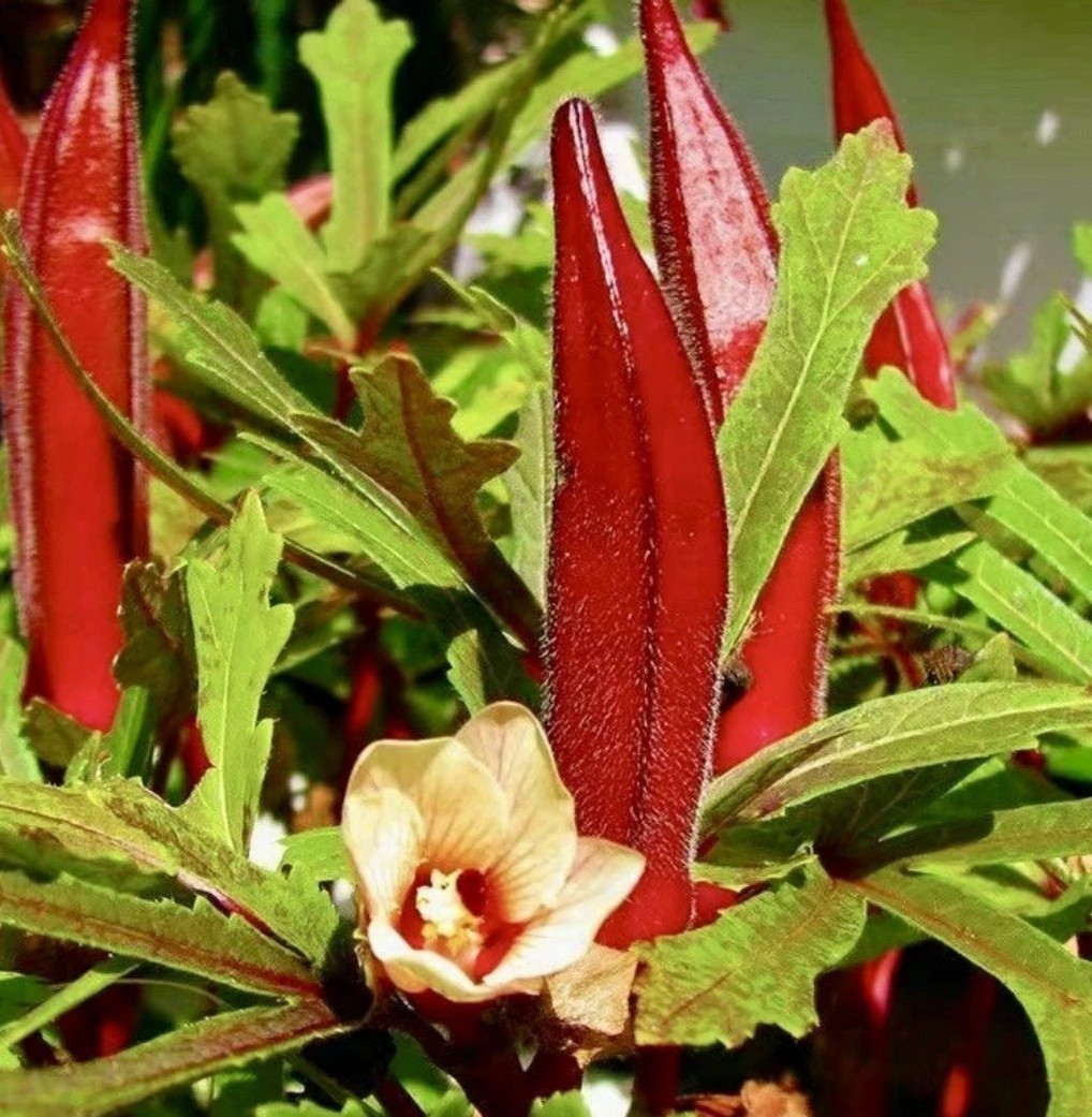40+ Red Burgundy Okra Seeds ｜NON GMO ｜Heirloom ｜FRESH Free Shipping No Tracking