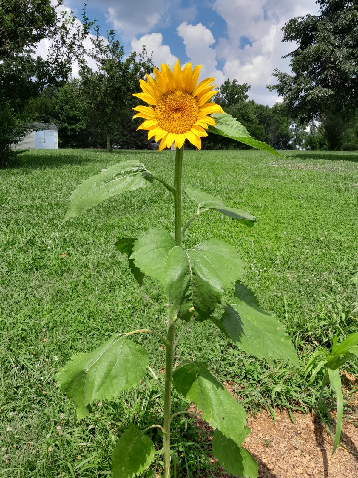 Stunning Large Sunflower Seeds 25+ Organic Grow Your Own Sunflower Snacks